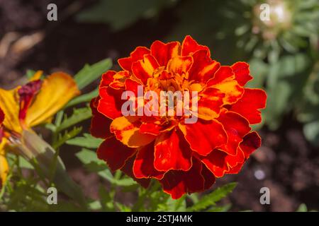 Marigold Banque D'Images