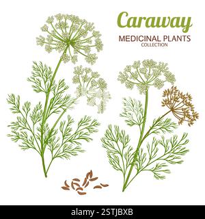 Illustration détaillée colorée de la plante de carvi Illustration de Vecteur