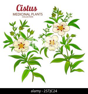 Cistus Plant illustration détaillée colorée Illustration de Vecteur