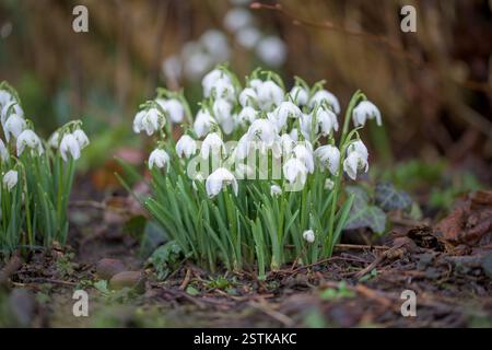 Charmante photo de gouttes de neige, capturées dans un environnement boisé. Ces fleurs délicates signifient pureté et printemps émergent, Galanthus Banque D'Images