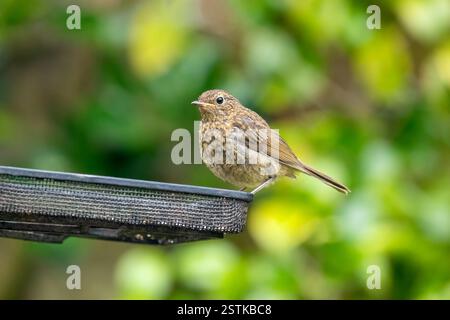 robin européen juvénile, Erithacus rubecula, perché sur une table à oiseaux de jardin. Southampton, Royaume-Uni. Fond de feuillage vert avec espace pour le texte. Banque D'Images