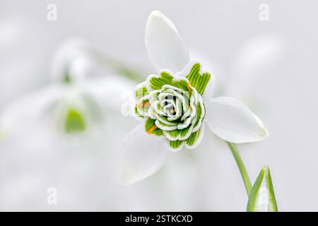 Belles fleurs de neige communes anglais également connues sous le nom de Galanthus nivalis Banque D'Images