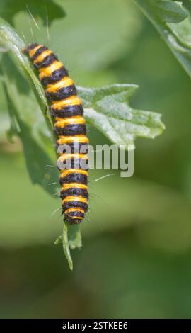 Papillon Tyria jacobaeae cinabre Caterpillar Banque D'Images