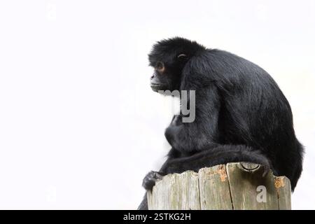 Singe araignée noire (Ateles paniscus) Banque D'Images