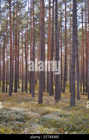 La lumière du soleil filtre à travers une paisible forêt de pins, éclairant le sol de la forêt recouvert de mousse et de plantes basses. Banque D'Images
