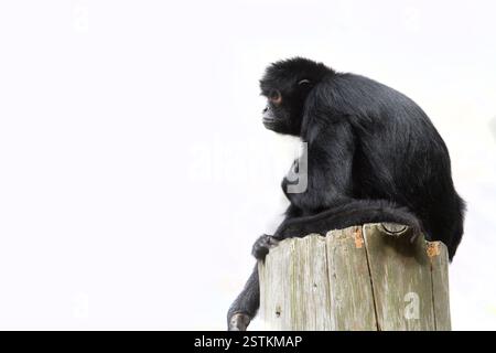 Singe araignée noire (Ateles paniscus) Banque D'Images