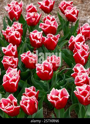 Gros plan de la fleur rouge rose avec une frange blanche de la tulipe de jardin triomphe tulipa canasta. Banque D'Images