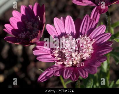 Violet Osteospermum (Cape Daisy) Banque D'Images