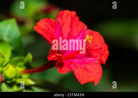 Macro-shot de fleur de quatre heures Banque D'Images