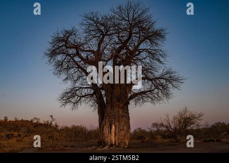 Un baobab solitaire s'élevant du paysage africain Banque D'Images