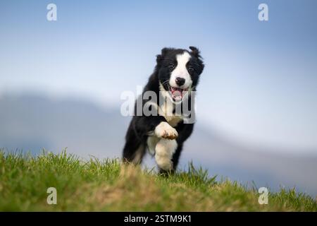 Chiot de berger Border Collie profitant d'un peu d'exercice dans un champ. North Yorkshire, Royaume-Uni. Banque D'Images