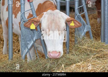 Ferme vache Banque D'Images