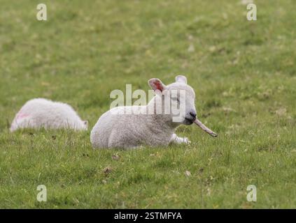 Un agneau ressemblant à fumer un cigare , il joue avec un bâton qu'il a trouvé dans le pré . Suffolk, Royaume-Uni Banque D'Images