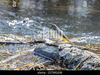 Une Wagtail grise colorée (Motacilla cinerea) perchée sur une bûche, flottant dans la rivière. Un bon endroit pour attraper les insectes dont il a besoin. Suffolk, Royaume-Uni. Banque D'Images