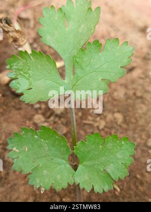 feuilles de coriender frais dans le sol du jardin d'hiver Banque D'Images
