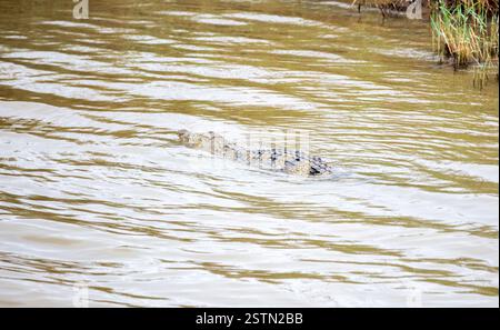 Afrique du Sud, crocodile nageant dans l'eau, parc humide iSimangaliso, estuaire de Sainte-Lucie Banque D'Images