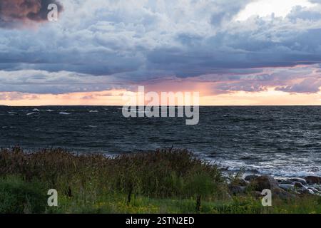 Tempête approchant au-dessus de la mer Baltique : paysage nuageux spectaculaire au coucher du soleil avec une averse de pluie sur les eaux calmes, fleurs sauvages et herbes se balançant dans la brise Banque D'Images