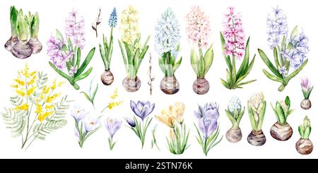 Un grand ensemble de fleurs de printemps. Jacinthes, croques et mimosa sont peints à la main à l'aquarelle sur fond blanc. L'illustration convient à la décoration des cartes, des emballages et des textiles Banque D'Images
