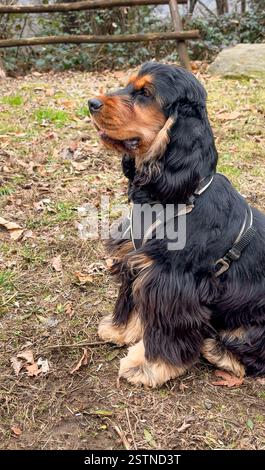 Un portrait d'un chiot anglais Cocker Spaniel, avec des couleurs noires et brunes, assis dans un environnement naturel. Banque D'Images