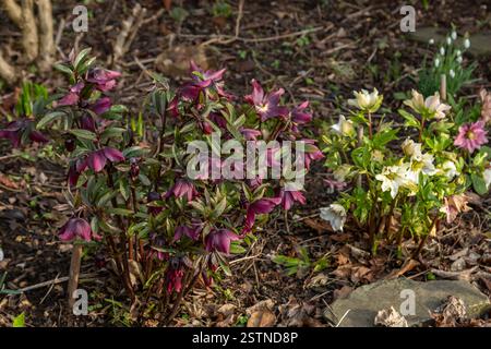 Un parterre de fleurs d'hiver contenant des hellebores (roses de carême, rose de Noël) et des gouttes de neige. Le sol est recouvert d'un paillis de paille. Banque D'Images