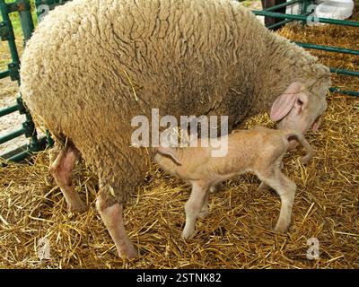 EWE Lamb Banque D'Images