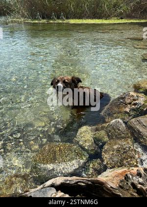 Adorable petit chien se rafraîchissant dans les eaux froides de la rivière Azmak à Akyaka, Türkiye Banque D'Images