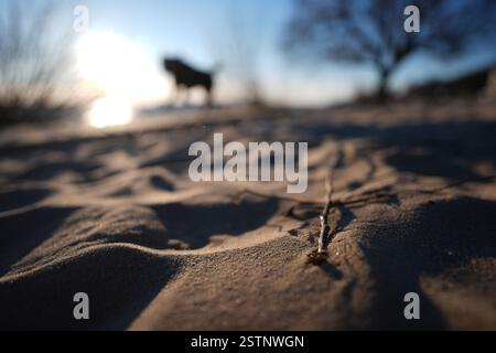 Hambourg, Allemagne. 19 février 2025. Un chien court le long de la plage de l'Elbe sous le plus beau soleil. Crédit : Marcus Brandt/dpa/Alamy Live News Banque D'Images
