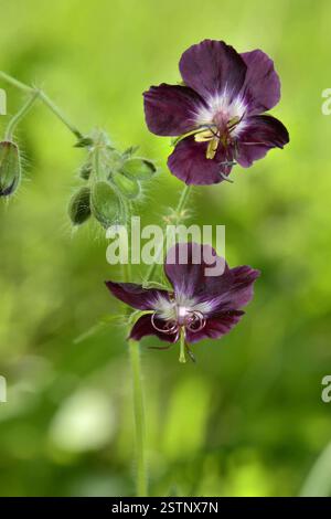 Le géranium phaeum fleurit dans leur habitat naturel Banque D'Images