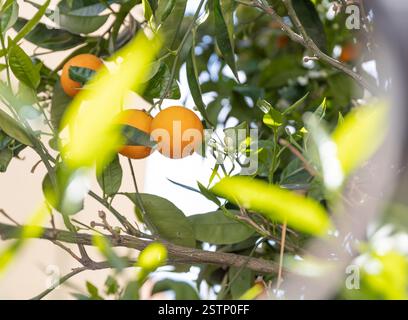 Bouquet d'oranges mûres accrochées à un arbre. Banque D'Images