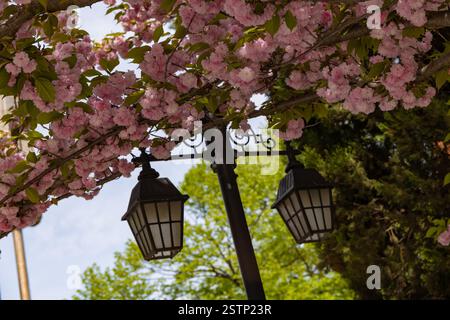Lanterne de rue sous une cerise aigre japonaise en fleurs. Banque D'Images
