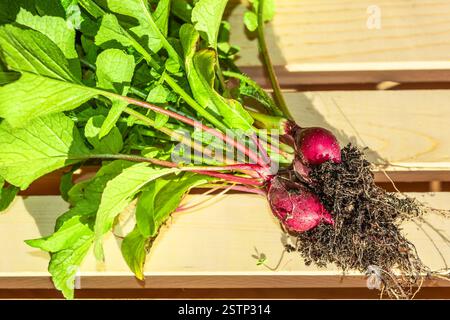 Un bouquet de radis rouge vif fraîchement cueillis avec des verts feuillus et des racines couchées sur une caisse en bois. Banque D'Images