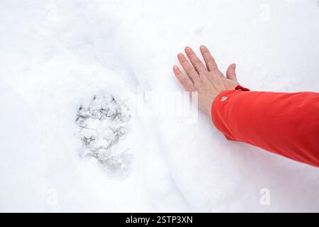 Un randonneur tient sa main à côté d'une piste d'ours dans une neige fraîche lors d'une randonnée dans la forêt primitive de Kocevski rog dans la région de Dolenjska, slovénie Banque D'Images