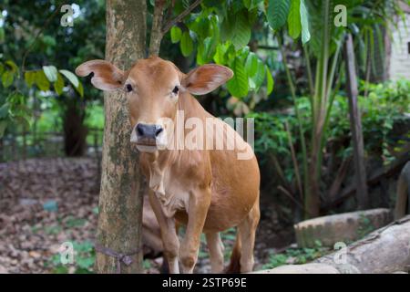 Une vache brune se dresse sur une bûche au milieu d'une ferme rurale, entourée de feuilles vibrantes et de grands arbres. Banque D'Images
