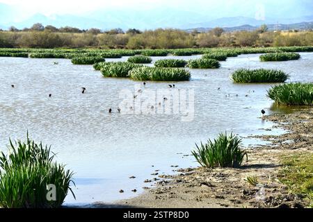 Lagune de Vilaüt, Parc naturel des Aiguamolls de l'Empordà. Pau municipalité, Alt Empordà, Gérone, Catalogne, Espagne. Banque D'Images