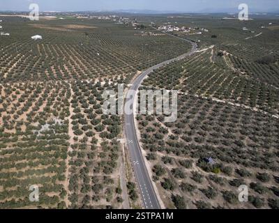 Vue aérienne des oliveraies Fuente Alamo, Puente Genil, Andalousie, Espagne. L'Espagne est le plus grand producteur mondial d'huile d'olive. Banque D'Images