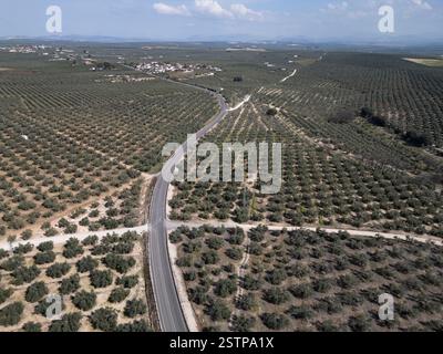 Vue aérienne des oliveraies Fuente Alamo, Puente Genil, Andalousie, Espagne. L'Espagne est le plus grand producteur mondial d'huile d'olive.vue aérienne d'oliveraie Banque D'Images