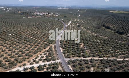 Vue aérienne des oliveraies Fuente Alamo, Puente Genil, Andalousie, Espagne. L'Espagne est le plus grand producteur mondial d'huile d'olive.vue aérienne d'oliveraie Banque D'Images