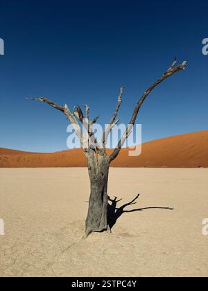 Un épine de chameau solitaire et mort se dresse sur fond d'imposantes dunes de sable rouge et d'un ciel bleu profond à Deadvlei, en Namibie. Banque D'Images