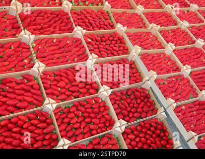 nombreuses caisses remplies de fraises rouges fraîchement cueillies en vente sur le marché de gros Banque D'Images