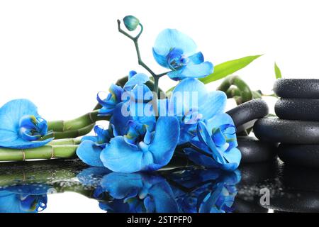 Belles fleurs d'orchidée bleues, tiges de bambou et pierres de spa sur surface de miroir humide sur fond blanc Banque D'Images