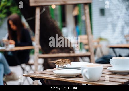 Oiseau en ville. Sparrow sitting on table in outdoor cafe Banque D'Images