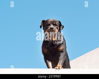 Un grand chien noir, un rottweiler, avec une chaîne autour du cou, regarde vers le bas depuis une terrasse ouverte par une journée ensoleillée. Chien de garde sérieux Rottweiler contre le Banque D'Images