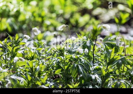 Vue rapprochée de fleurs sauvages en pleine floraison au milieu d'une végétation luxuriante dans une clairière de forêt baignée de soleil, créant une atmosphère naturelle sereine et tranquille Banque D'Images