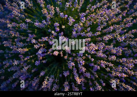 Fleurs de Lavande close-up. Profondeur de champ. Vue de dessus. Banque D'Images