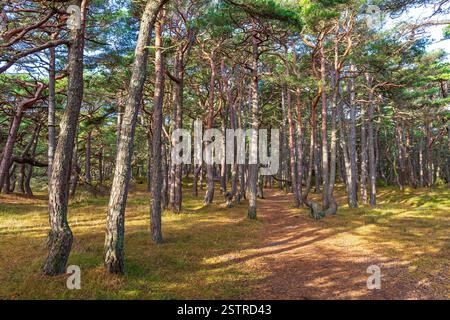 Hvaler Woods Banque D'Images