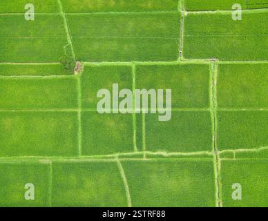 De haut en bas Vue aérienne de rizières Banque D'Images