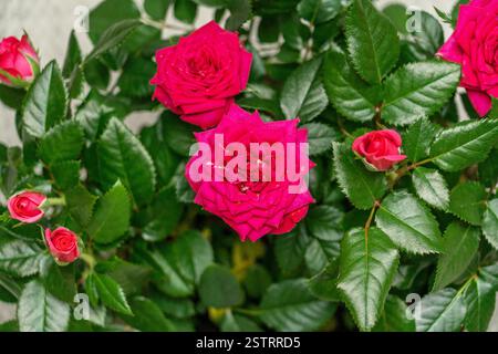 Fleurs roses roses et fond de feuilles vertes Banque D'Images