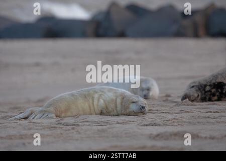 Un nouveau-né à poil et mignon phoque gris sur la plage de Horsey Gap, Norfolk. Banque D'Images