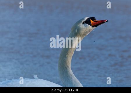Muet cygne coulant de l'eau de son bec en fin d'après-midi soleil Banque D'Images