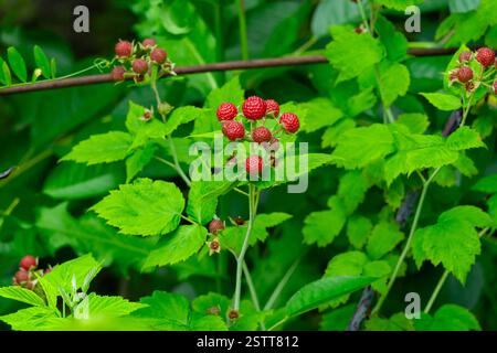 Les framboises rouges vives mûrissent parmi les feuilles vertes luxuriantes dans un cadre naturel. Cette exposition vibrante de fruits met en valeur la générosité de la nature pendant la culture Banque D'Images